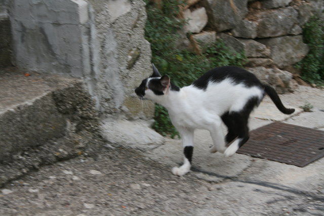 gal/cro 08/small-IMG_5346.JPG